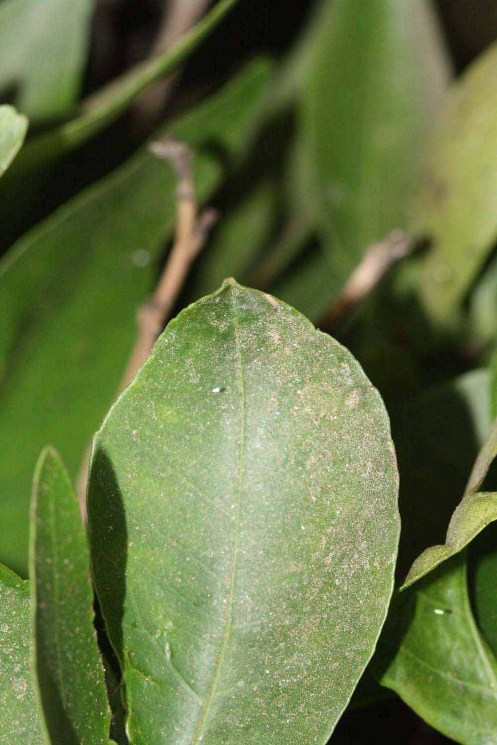              Margin (Riverside, CA)       